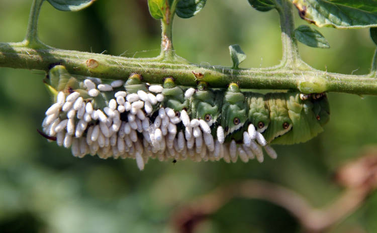 Tomato Horn Worm attacked by Braconid Wasp