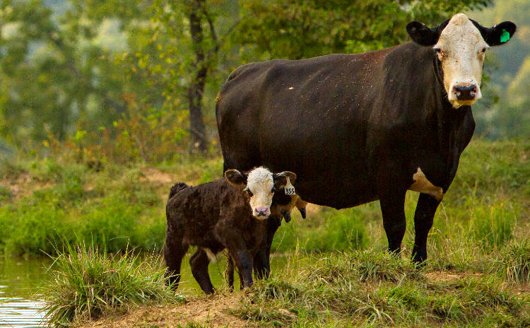 Cattle at the Wurdack Research Center in the Ozarks