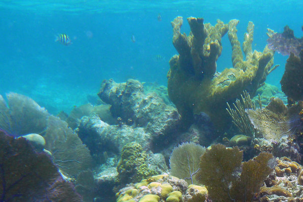 Overfished Belize Barrier Reef