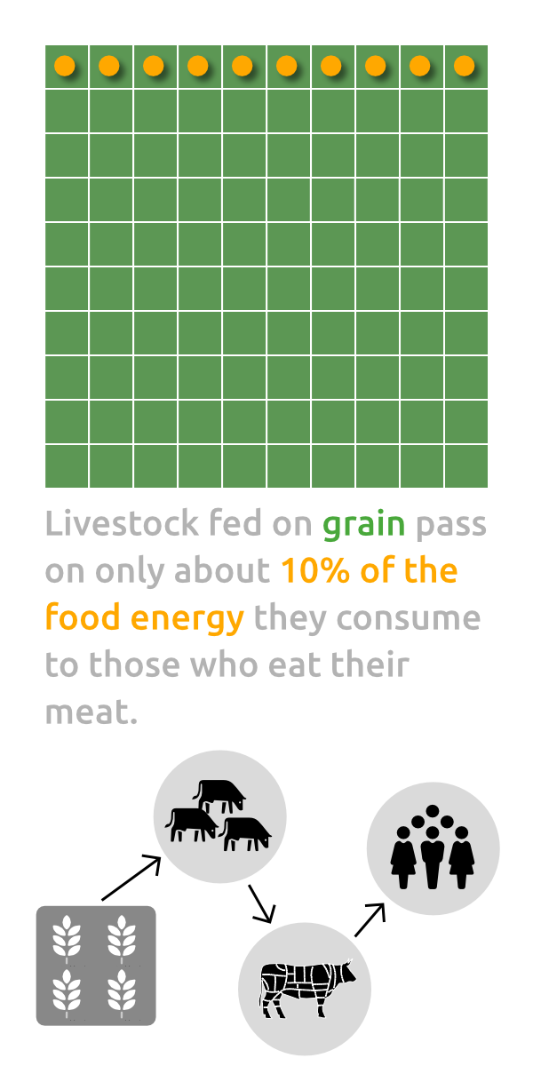 Food Energy Diagram 1