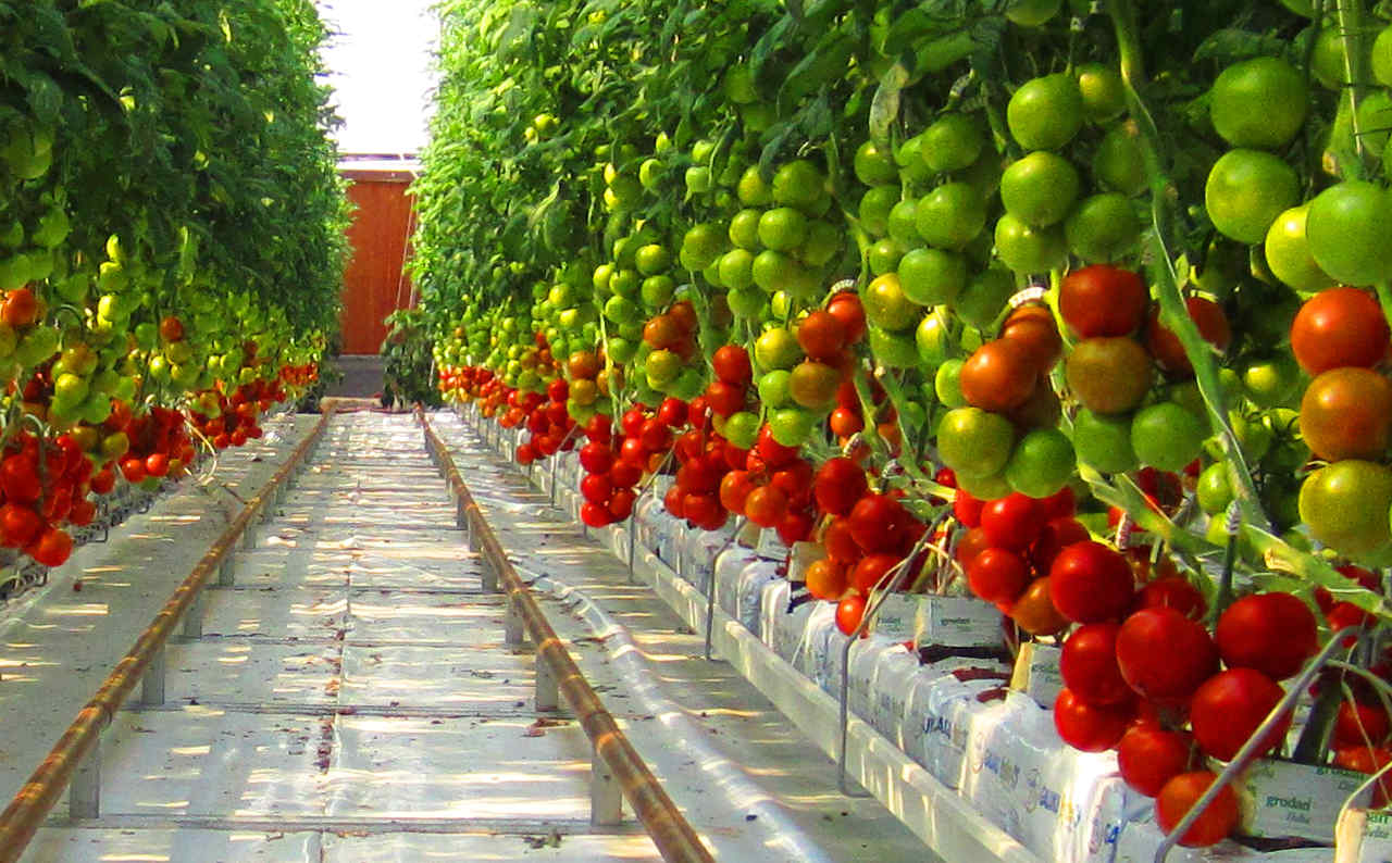 Tomatoes growing in Sundrop's 2016 greenhouse